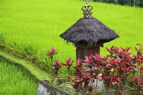 Indonesia Bali Terraced Subak Irrigation Rice Fields Of Bali Island