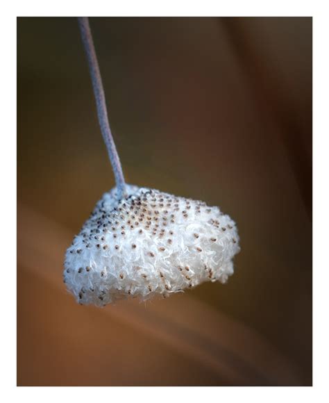 Japanese Anemone Seeds by taggart | ePHOTOzine