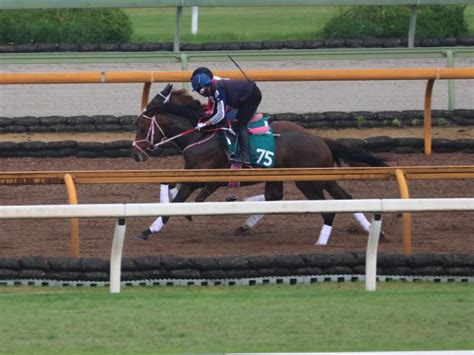 1億8000万円馬ショウナンハウル 追い切りでもポテンシャルの高さ披露関西馬メイクデビュー情報 競馬ニュース Netkeiba