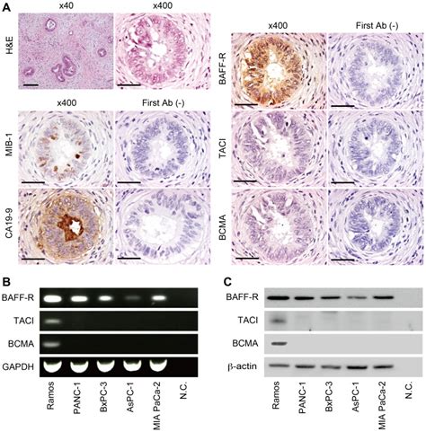 A Staining With Hematoxylin And Eosin H E And Immunohistochemistry