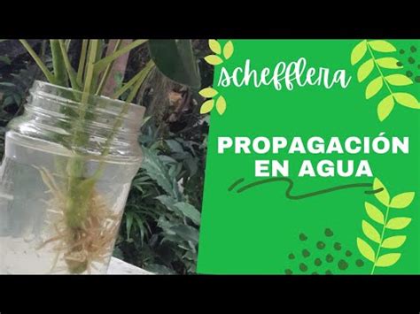 Descubre C Mo Cultivar Esquejes De Schefflera En Agua La Gu A Completa