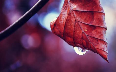 Wallpaper Fall Leaves Depth Of Field Red Plants Water Drops