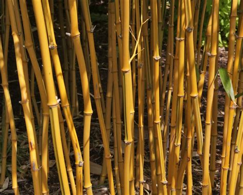 Phyllostachys Aureosulcata Gardensonline