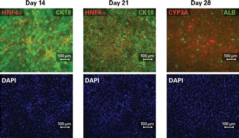 Ips Cell To Hepatocyte Differentiation Overview