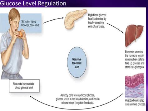 Ppt Homeostasis And Regulation Powerpoint Presentation Free Download