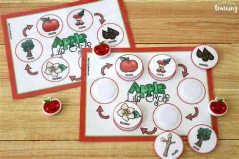 Apple Life Cycle Sequencing Activity Look We Re Learning