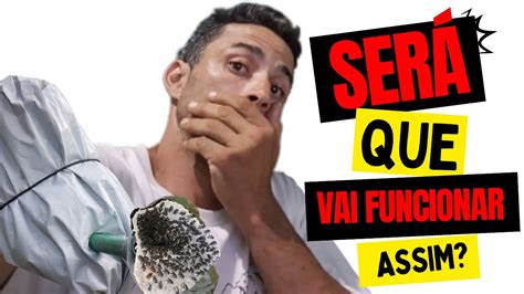 Onde CAPTURAR abelha sem ferrão MANDAGUARI YouTube