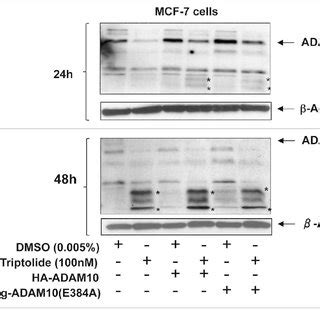 Triptolide Inhibits Proliferation Of U937 And MCF 7 Cells A U937 And