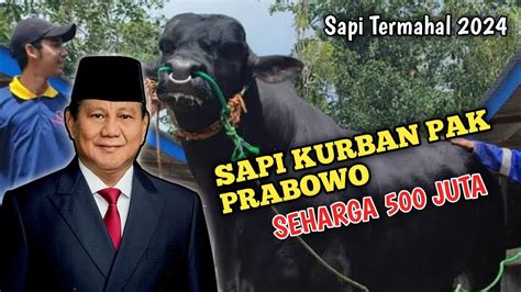 Sapi Kurban Prabowo Seharga Rp 500 Juta Bernama Douglas Dari Lestari