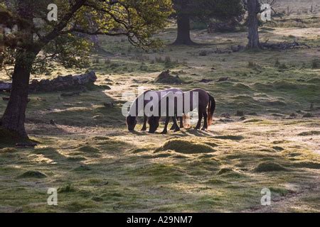 Garron Horse Stock Photo: 102929911 - Alamy