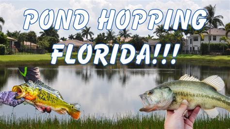 Winter Pond Hopping In Florida Big Peacock Bass YouTube