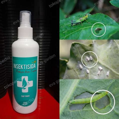 Promo Insektisida Spray Ml Pembasmi Bakteri Jamur Dan Kutu Putih