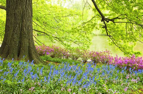 Central Park Spring Flowers Photograph by Regina Geoghan