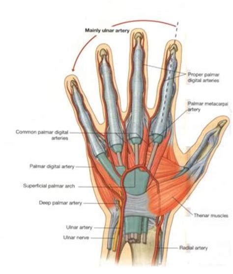 Palmar Arch Study