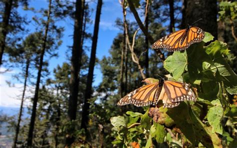 Santuarios Para Ver A Las Mariposas Monarcas Alrededor De Cdmx Antes