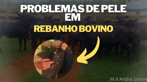 Altera Es Cut Neas Em Rebanho Bovino Dr Andr Simon Explica Youtube