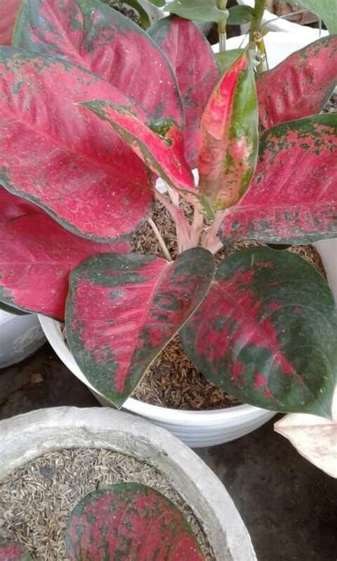 Popular Tanaman Hias Daun Warna Merah Pins