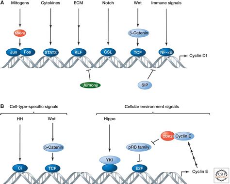 Signaling Pathways That Control Cell Proliferation