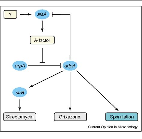 Secondary Metabolism Semantic Scholar