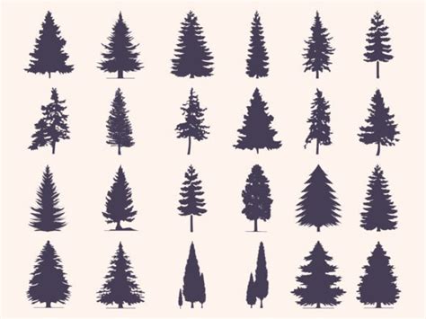 Pine Coniferous Trees Silhouettes Set Graphic By Phoenixvectorart