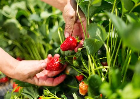 Protéger vos fraisiers des limaces Découvrez cette astuce écolo