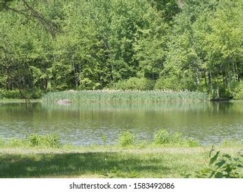 Beaver Dam Lake Stock Photo 1583492086 | Shutterstock