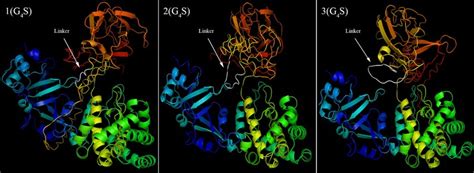 The Predicted 3 Dimensional 3d Model Structures Of 1 2 And 3 Repeats