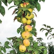 Яблоня (Каталог сортов яблони) - Плодовые деревья - Каталог - Pitomnic.com