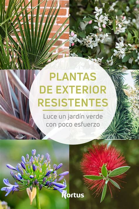 6 plantas de exterior muy resistentes y fáciles de cuidar Plantas de