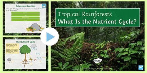 Nutrient Cycle For A Tropical Rainforest Powerpoint Beyond