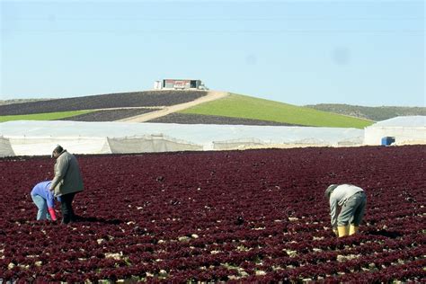 Thm Tecnolog As De La Horticultura Mediterr Nea Influencia De