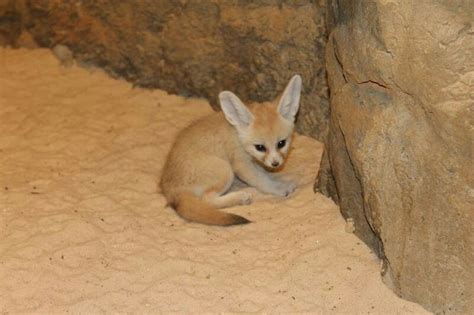 Fennec Fox Kit Fox Fennec Fox Chattanooga Zoo