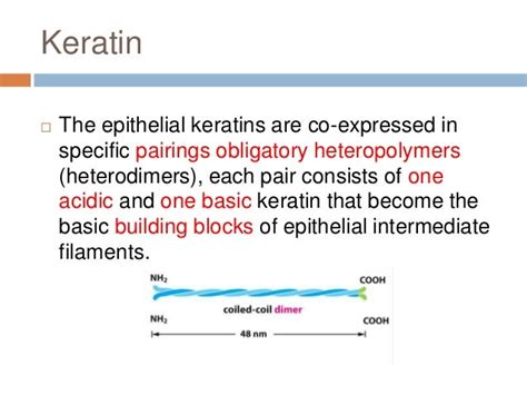 Biology Of Keratinocytes