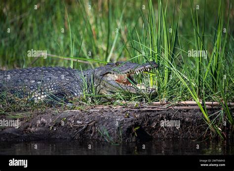 The Nile River Mouth Hi Res Stock Photography And Images Alamy