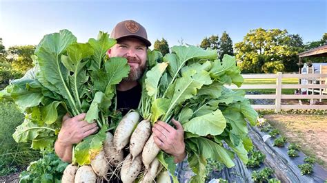 Harvesting Daikon Radishes From The Garden 🌱 Youtube