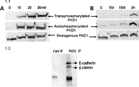 Figure 1 from Bryostatin 1 modulates β catenin subcellular localization