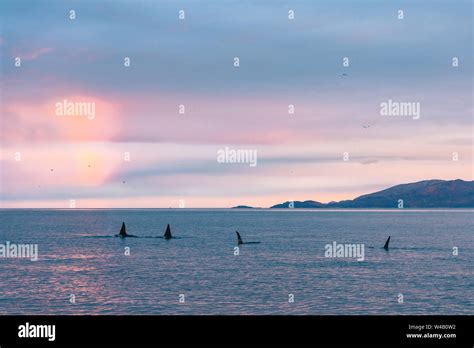 Orca pod hi-res stock photography and images - Alamy