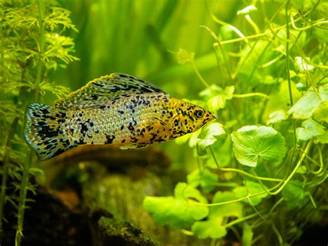 15 Best Chinese Algae Eater Tank Mates - FishLab - FishLab