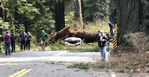 Two Killed As Redwood Tree Falls On Car While Driving In Northern