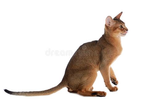 Gato Novo Abyssinian Isolado No Fundo Branco Foto De Stock Imagem De