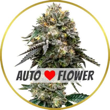 Buy Blackberry Autoflower Seeds Usa Abundant Life Seeds