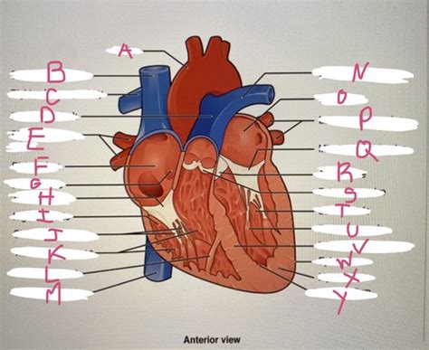 Cardiovascular System Flashcards Quizlet