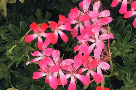 Pelargonium Peltatum Cascade Acapulco Compact Ivy Geranium Verdes