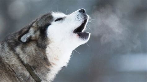 Razas De Perros Que Parecen Lobos Fotos Y Detalles