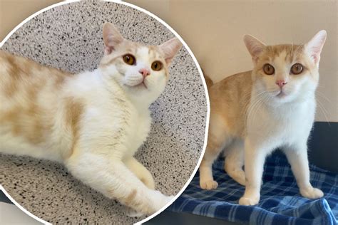 Katze landet im Tierheim München Findet Dido sein Happy End