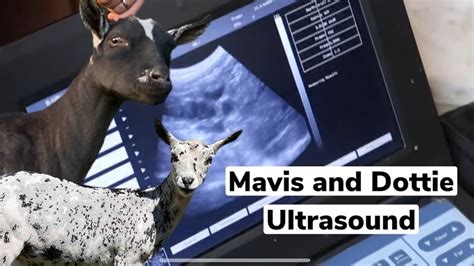 Milk Testing And Ultrasounds For Our Goats Youtube