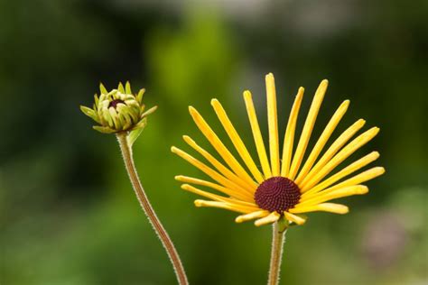 Rudbeckia Subtomentosa Henry Eilers P9 Cm