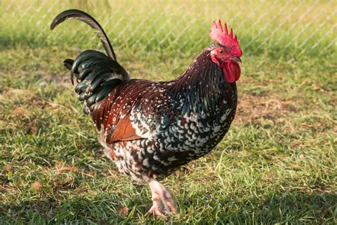 Speckled Sussex | BackYard Chickens - Learn How to Raise Chickens