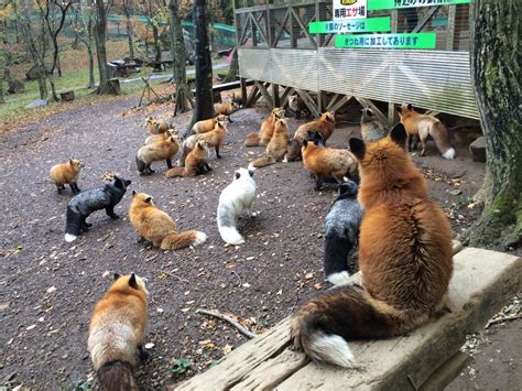 The Fox village in Japan : pics