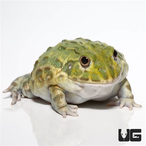 Giant Pixie Frogs For Sale - Underground Reptiles